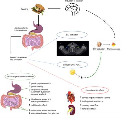 Pleiotropic Effects of Secretin: A Potential Drug Candidate in the Treatment of Obesity?